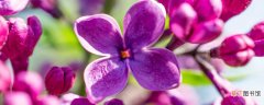 紫罗兰能养多久