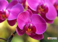 蝴蝶兰开花前怎么养护，教你五种好方法花开的茂盛