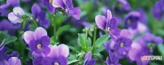 紫罗兰花代表什么意义