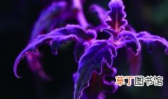 紫鹅绒花怎么养 紫鹅绒花养殖方法