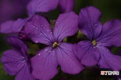 紫罗兰花图片大全，紫罗兰图片欣赏