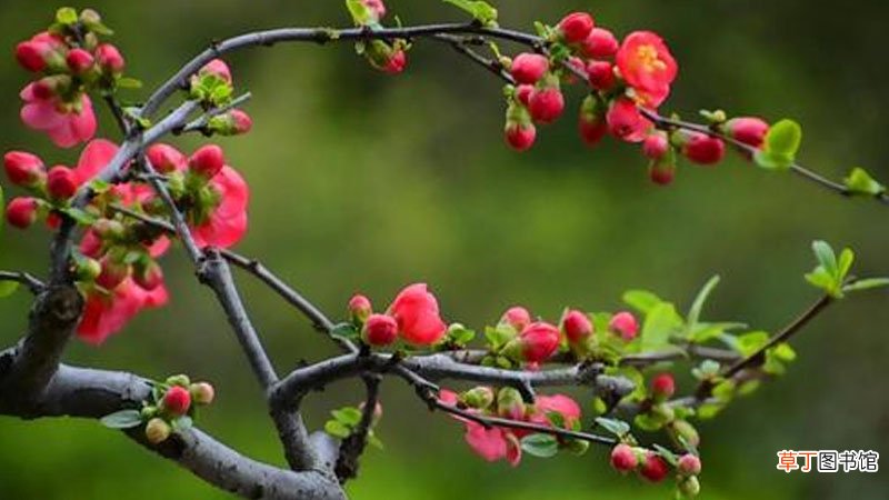 红宝石海棠的养殖方法和注意事项