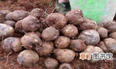 磨芋的种植深度 磨芋的种植方法