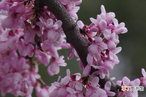 有几种紫荆花树