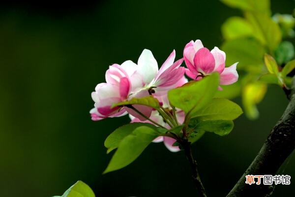 2个月花期 海棠花开的季节，春夏两季开放