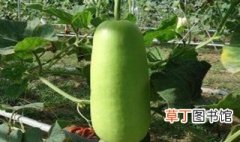 蒲瓜种植技术 蒲瓜如何种植