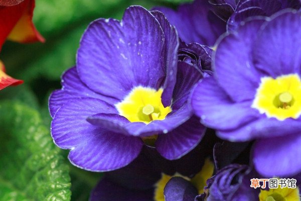 紫罗兰冬季如何养护