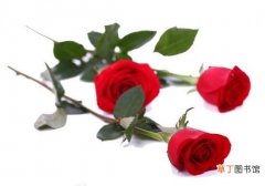 玫瑰花朵数代表的含义，玫瑰花寓意和象征