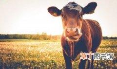 农牛是什么 农牛介绍