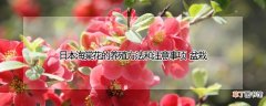 日本海棠花的养殖方法和注意事项 盆栽