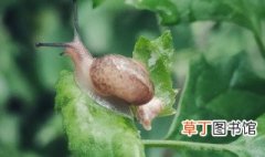 雨后常见的蜗牛品种 雨后常见的蜗牛品种有哪些