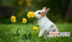 兔子吃的常见野草 兔子吃的常见野草有哪些