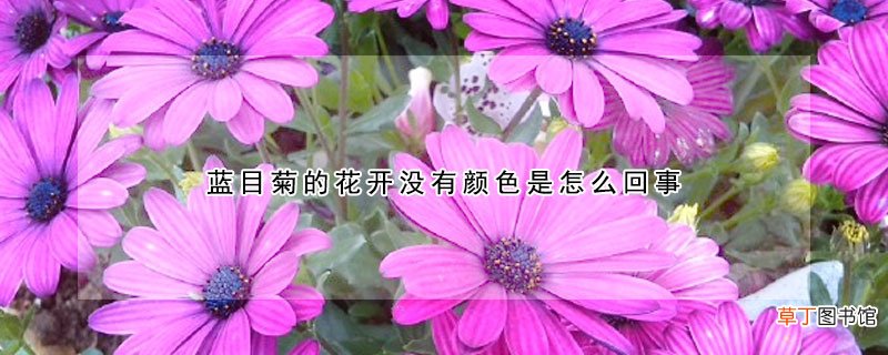 蓝目菊的花开没有颜色是怎么回事