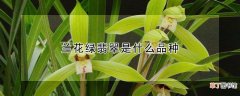 兰花绿翡翠是什么品种