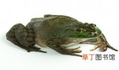 虎纹蛙和黑斑蛙的区别 虎纹蛙和黑斑蛙的区别是什么
