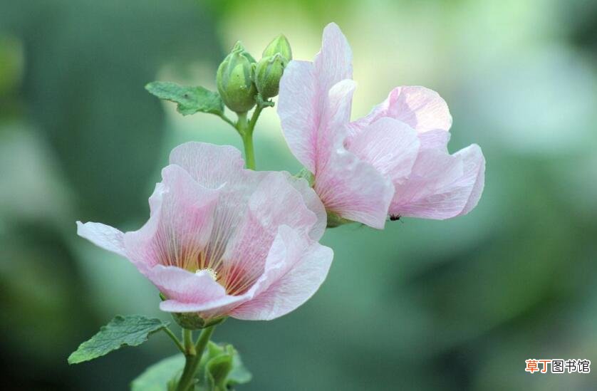 盆栽芙蓉花的养殖方法，养护得当可以花开满园