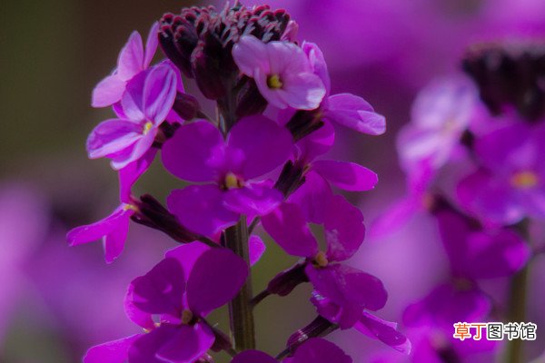 紫罗兰为啥不开花