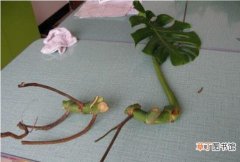 龟背竹的扦插方法，以10厘米枝条为主/注意保留气生根