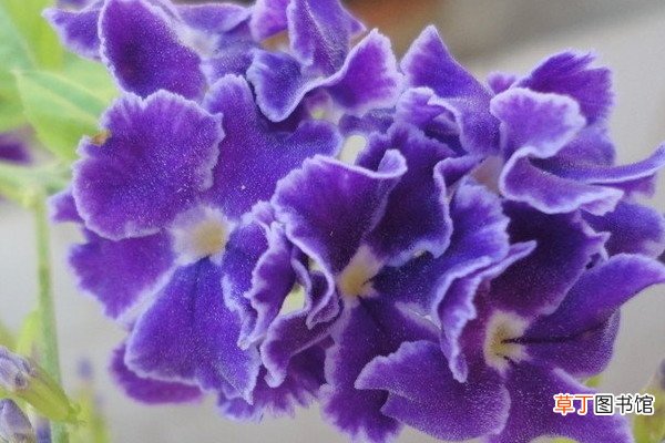 紫罗兰花怎么养