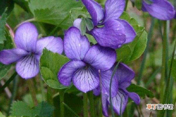 紫罗兰如何叶插
