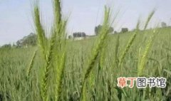 小麦拔节期可以打除草剂吗 小麦拔节期打除草剂好不好