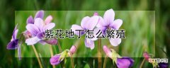 紫花地丁怎么繁殖
