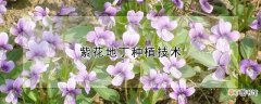 紫花地丁种植技术