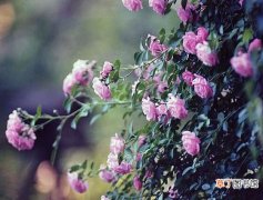 蔷薇花的种植方法，盘点蔷薇花七大种植方法