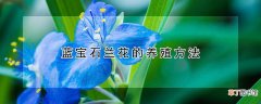 蓝宝石兰花的养殖方法