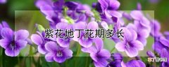 紫花地丁花期多长