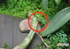 龟背竹怎么繁殖，龟背竹繁殖方法