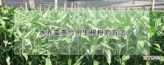 水养富贵竹用生根粉的方法