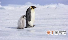 帝企鹅为什么在冬季繁殖 帝企鹅在冬季繁殖的原因简述