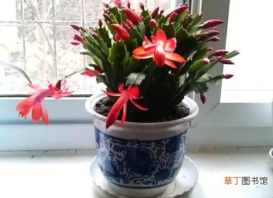 花色艳丽 蟹爪兰盆栽图片，欣赏最好看的品种