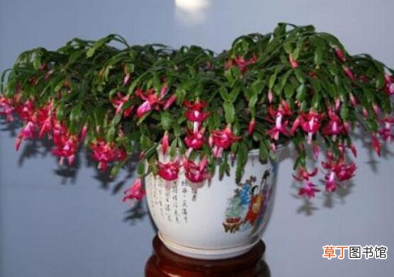 花色艳丽 蟹爪兰盆栽图片，欣赏最好看的品种