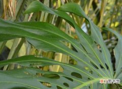 紫砂盆 龟背竹用高盆还是矮盆，建议以高盆养殖最佳