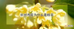 杭州市花为什么是桂花