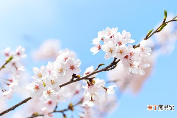 樱花开花前怎么养护，保证肥水、光照充足
