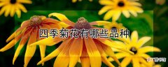 四季菊花有哪些品种