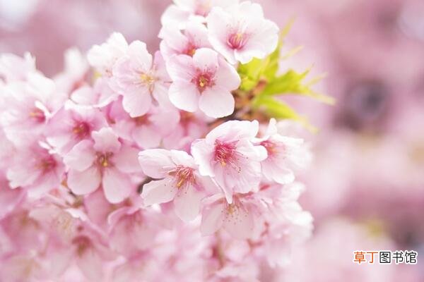 花期15天左右 樱花什么时候开花，每年的4月开花