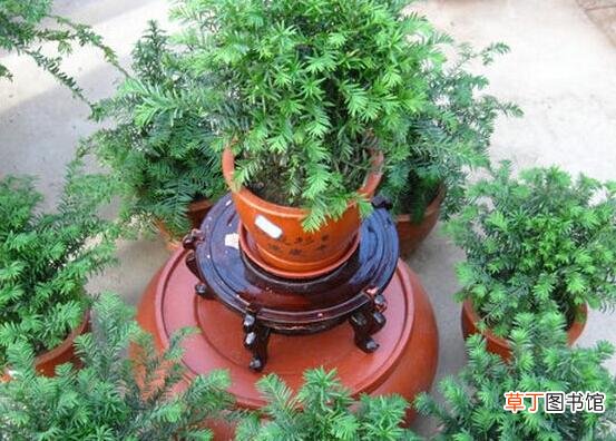 红豆杉适合室内养吗，具有净化空气、延年益寿作用