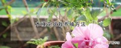 木槿花盆栽养殖方法