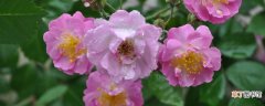 盆栽蔷薇的养殖方法和注意事项