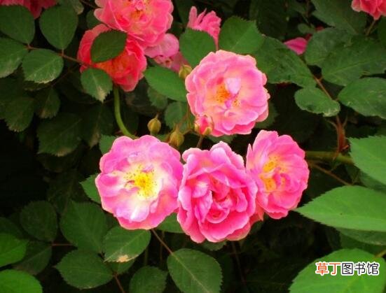 蔷薇花什么时候种植，蔷薇花几月种植
