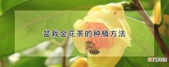 盆栽金花茶的种植方法