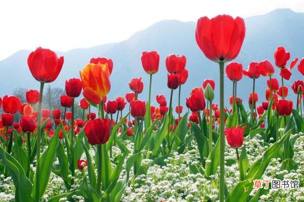 郁金香是哪个国家的国花，土耳其、荷兰以及匈牙利等其他国家