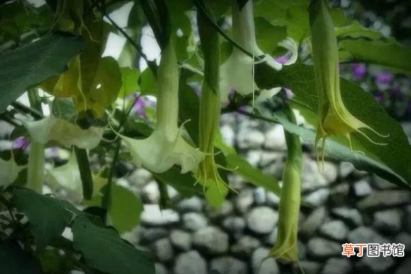曼陀罗和秋葵的区别是什么 盆栽曼陀罗怎么养护