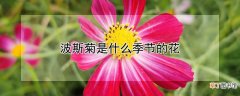 波斯菊是什么季节的花