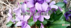 紫花地丁怎么做盆景