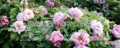 牡丹海棠一年开几次花